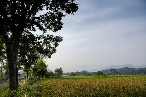 Kuningan West Java Chłodne Krajobrazy Godzinach Porannych Wśród Zielonych Pól — Zdjęcie stockowe