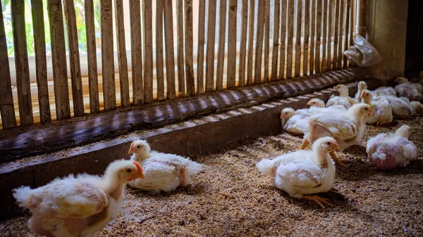 Kuningan Batı Java, öğlen yemek yiyen bir ızgara çiftliğinin atmosferi.   