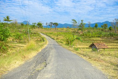 Kuningan Batı Java, gündüz sahnesi. Açık mavi bulutlu pirinç tarlalarının ortasında. 