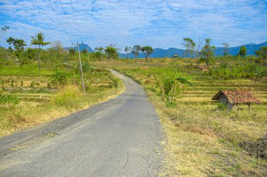 Kuningan Batı Java, gündüz sahnesi. Açık mavi bulutlu pirinç tarlalarının ortasında. 