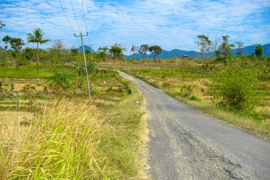 Kuningan Batı Java, gündüz sahnesi. Açık mavi bulutlu pirinç tarlalarının ortasında. 