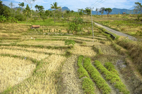Kuningan Batı Java Gündüz Sahnesi Açık Mavi Bulutlu Pirinç Tarlalarının — Stok fotoğraf