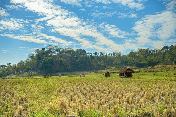 kuningan west java,daytime scene in the middle of rice fields with bright blue clouds