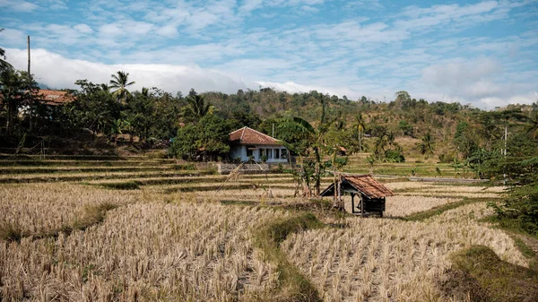 Kuningan Batı Java, gündüz sahnesi. Açık mavi bulutlu pirinç tarlalarının ortasında. 