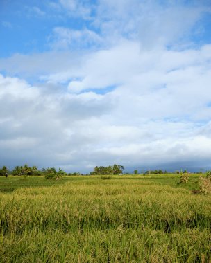 Bir pirinç tarlasının ortasında gündüz sahnesi çok açık bir gökyüzü ve çok yeşil bitkilerle 