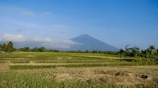 Eine Tagesszene Inmitten Eines Reisfeldes Mit Sehr Klarem Himmel Und — Stockfoto