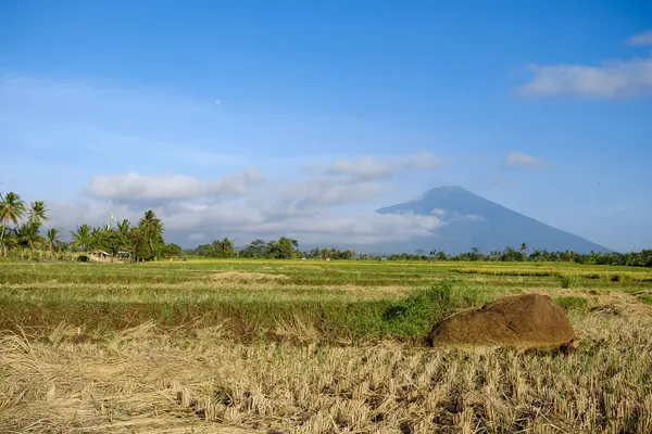 stock image a daytime scene in the middle of a rice field with a very clear sky and very green plants 