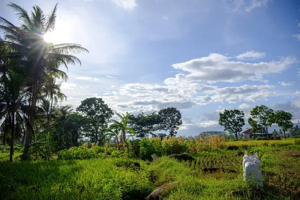 Дневная Сцена Посреди Рисового Поля Ясным Небом Зелеными Растениями — стоковое фото