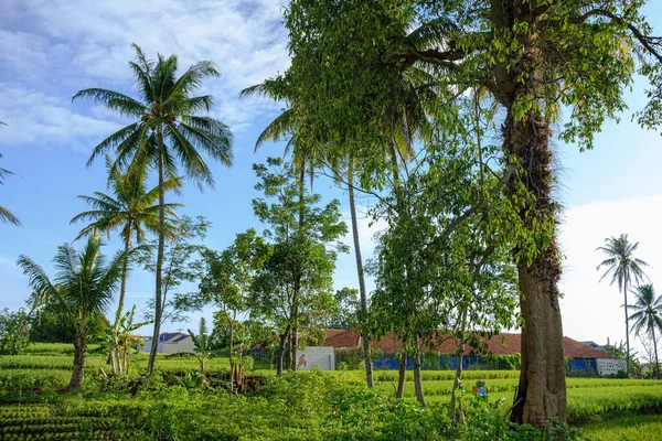 Bir pirinç tarlasının ortasında gündüz sahnesi çok açık bir gökyüzü ve çok yeşil bitkilerle 