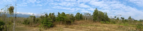 とても澄んだ空と緑豊かな植物で 田んぼの真ん中の昼間のシーンです — ストック写真