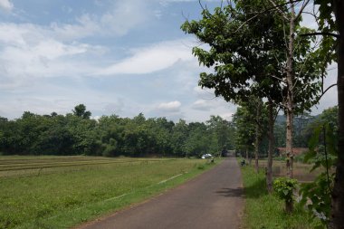 Bir pirinç tarlasının ortasında gündüz sahnesi çok açık bir gökyüzü ve çok yeşil bitkilerle 