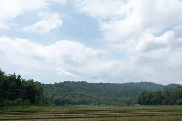Scena Dzienna Środku Pola Ryżowego Bardzo Czystym Niebem Bardzo Zielonymi — Zdjęcie stockowe