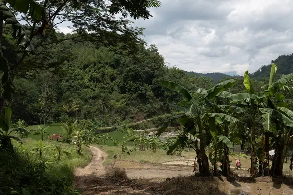 Bir pirinç tarlasının ortasında gündüz sahnesi çok açık bir gökyüzü ve çok yeşil bitkilerle 