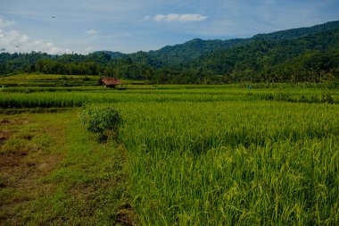 Kırsal alanda yeşil ve taze manzara 