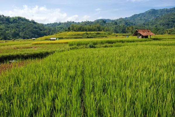 Kırsal alanda yeşil ve taze manzara 