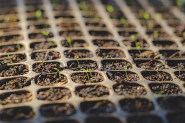 Bahçeye küçük kereviz tohumları ekiyorum. 