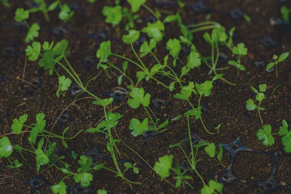 Bahçeye küçük kereviz tohumları ekiyorum. 