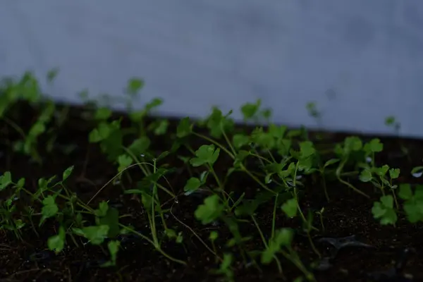 Bahçeye küçük kereviz tohumları ekiyorum. 