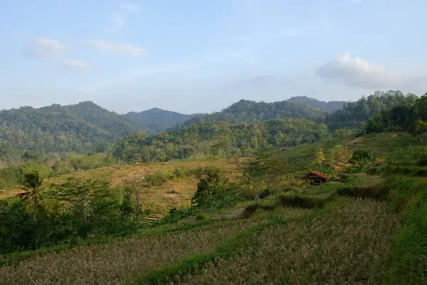 Kurak mevsimde kuru pirinç tarlalarının ve mavi bulutların manzarası. 