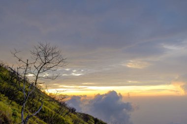Zirvedeki yapraksız bir ağacın portresi. Güzel bir bulut arka planı var. 