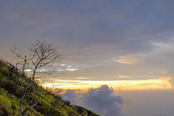Zirvedeki yapraksız bir ağacın portresi. Güzel bir bulut arka planı var. 