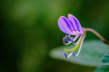 Cleome Rutidosperma ormanda özgürce yaşayan bir bitkidir.. 