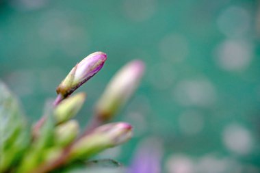 Timsah tomurcukları yazın açan bitkilerdir.. 