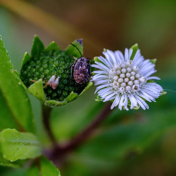 Elipta prostrata saç bakımı için güvenilir bir bitkidir. 