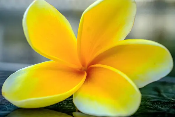 Gözleri ve kalbi yatıştıran sarı frangipani çiçekleri. 