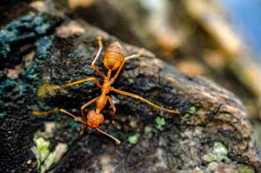 Kırmızı karıncaların yavaşça yürüdüğü bir portre. 