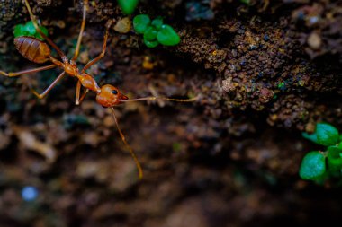 Kırmızı karıncaların yavaşça yürüdüğü bir portre. 