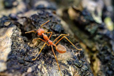 Kırmızı karıncaların yavaşça yürüdüğü bir portre. 
