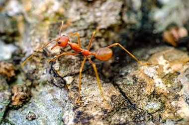 Kırmızı karıncaların yavaşça yürüdüğü bir portre. 