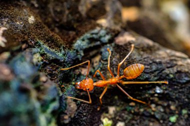 Kırmızı karıncaların yavaşça yürüdüğü bir portre. 
