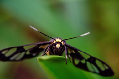 Kanatlarının üzerinde duran sarı bir polet siyah arı portresi 