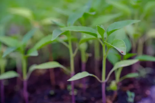 Gelişmekte olan bir domates yaprağının portresi. 