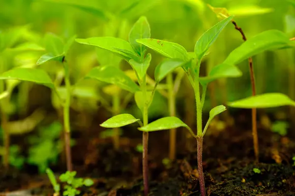 Gelişmekte olan bir domates yaprağının portresi. 