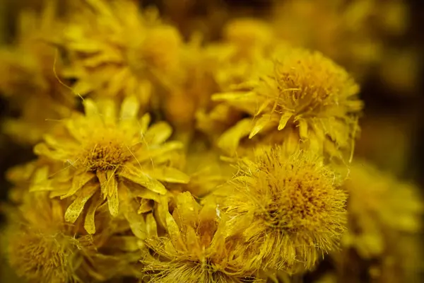 Helichrysum arenyumu, ayrıca sarı daimi çiçek olarak da bilinir, çekici sarı bir renge sahiptir.. 
