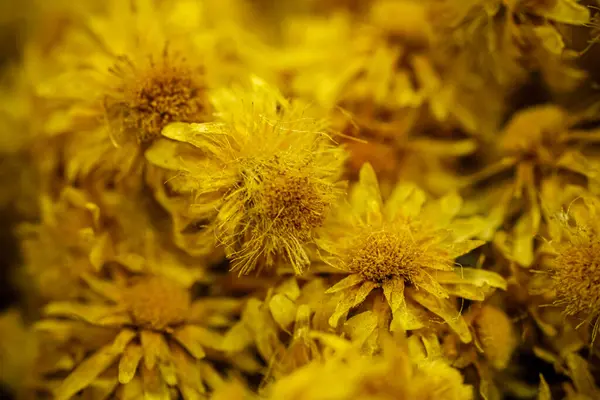 Helichrysum arenyumu, ayrıca sarı daimi çiçek olarak da bilinir, çekici sarı bir renge sahiptir.. 