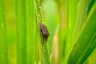 Yaprak uğur böcekleri veya bilimsel dilde Pentatomidae keskin bir kokusu vardır.. 
