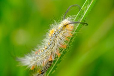 Tüylü bir tırtılın portresi tünekte ve yavaşça yürüyor. 