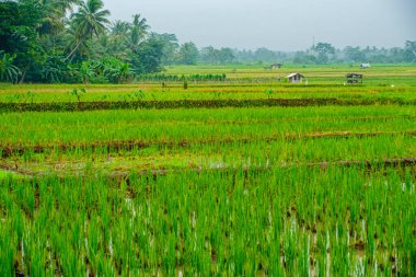 Yeşil, ıslak ve güzel pirinç tarlalarının ortasındaki bir köyün portresi. 