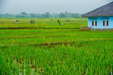 Yeşil, ıslak ve güzel pirinç tarlalarının ortasındaki bir köyün portresi. 