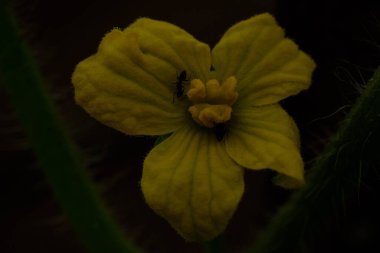 Bir böcek tarafından istila edilmiş sarı karpuz çiçekleri. 