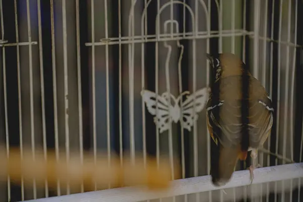 Sandal ağacı kuşu sabah kuş evinde   