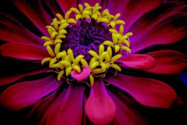 Çok güzel ve büyüleyici kırmızı zinnia çiçekleri.. 