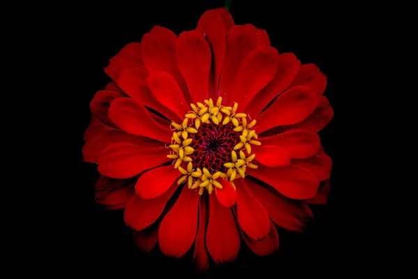 Çok güzel ve büyüleyici kırmızı zinnia çiçekleri.. 