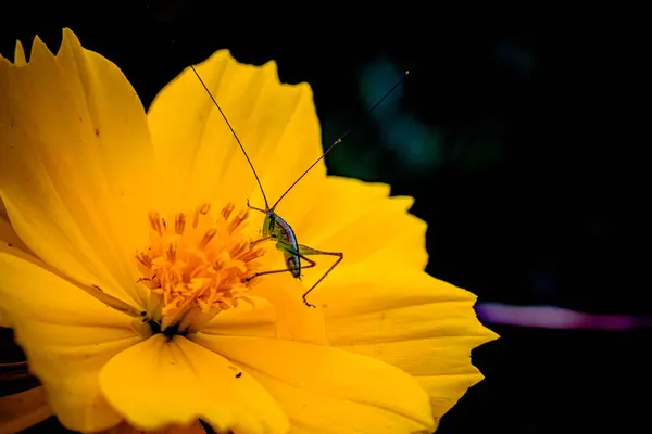 Huzur veren sarı kenikir çiçekleri 