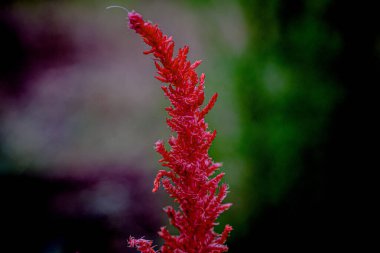 Kırmızı ıspanak çiçeklerinin büyüleyici güzelliği 