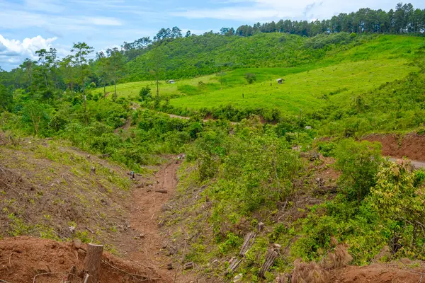 Güzel yeşil manzaralı küçük bir yolun portresi. 